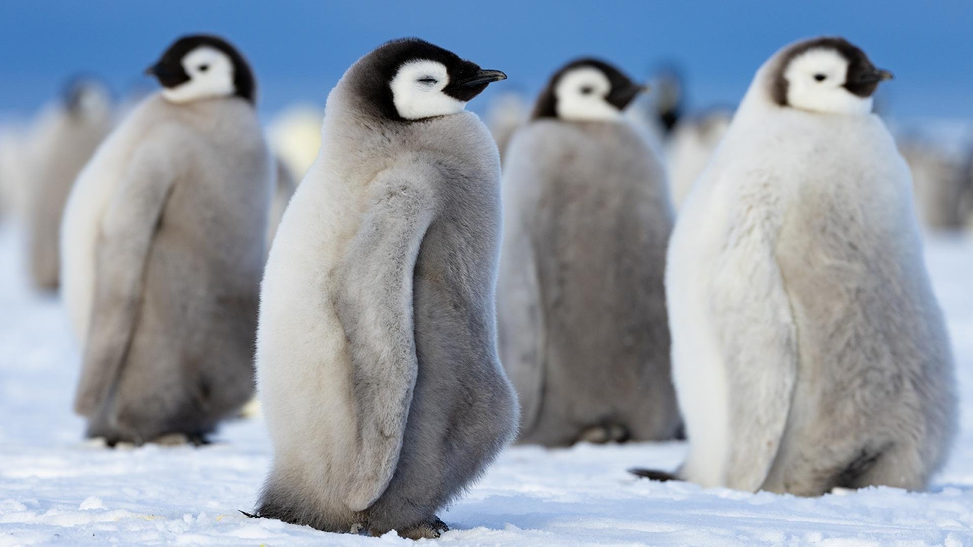 Сезон 1 Серия 1