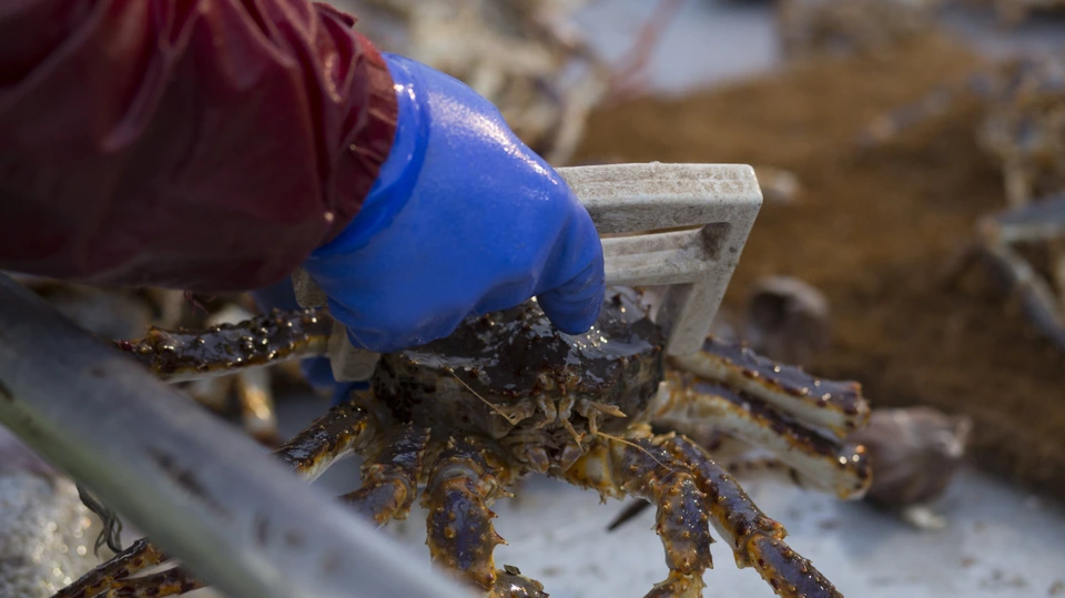 Сезон 8 Серия 20